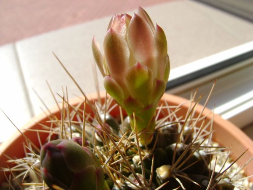 Gymnocalycium mihanovichii - Cactusi 2017 Gymnocalycium