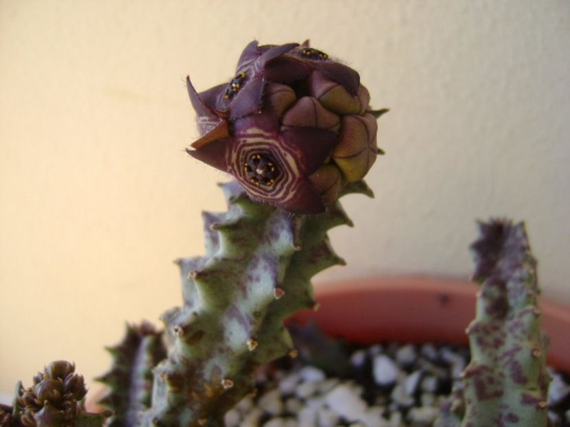 Caralluma europaea - Stapeliade 2017