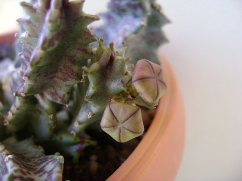 Caralluma europaea - Stapeliade 2017
