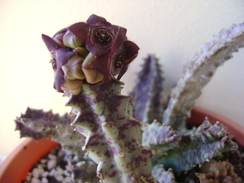 Caralluma europaea - Stapeliade 2017