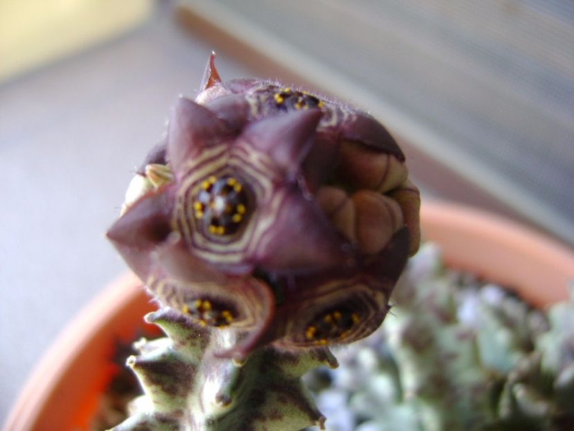 Caralluma europaea - Stapeliade 2017