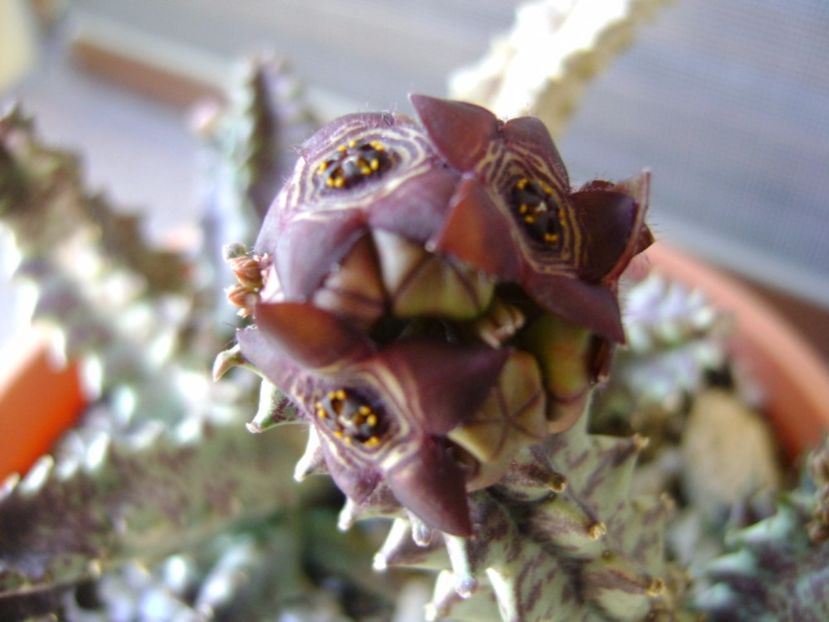 Caralluma europaea - Stapeliade 2017