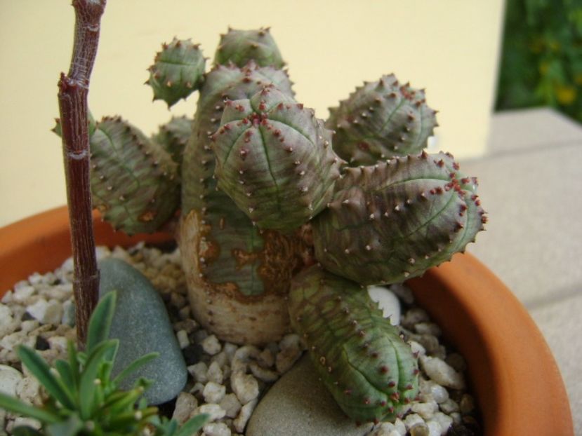 Euphorbia pseudoglobosa - Suculente 2017