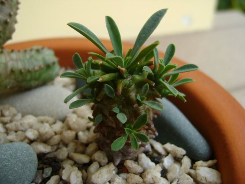Euphorbia x japonica - Suculente 2017