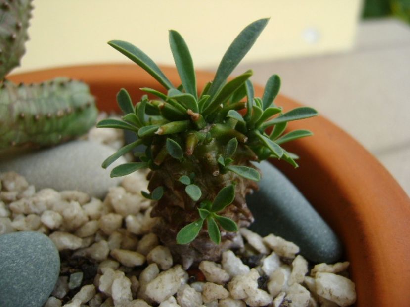 Euphorbia x japonica - Suculente 2017