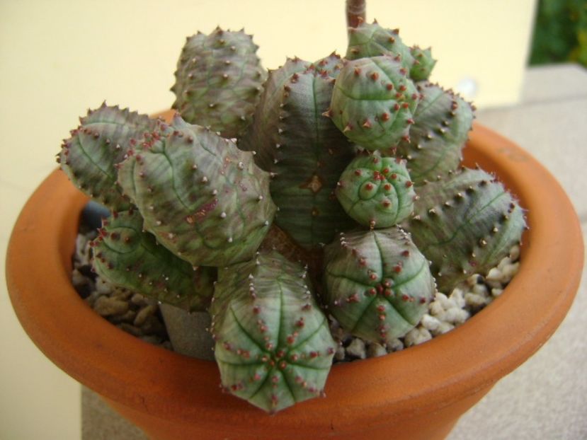 Euphorbia pseudoglobosa - Suculente 2017