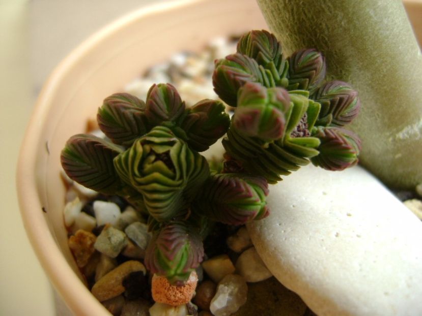 Crassula pyramidalis - Suculente 2017