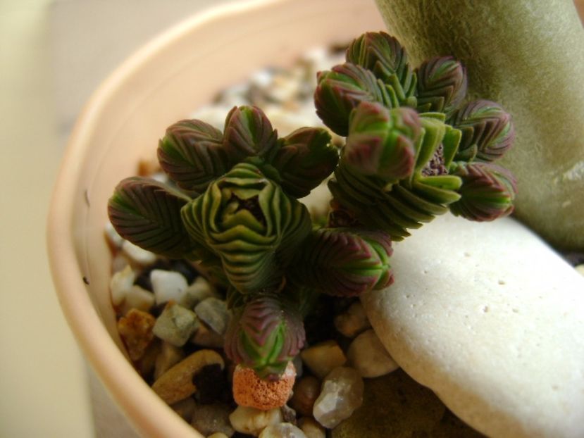 Crassula pyramidalis - Suculente 2017