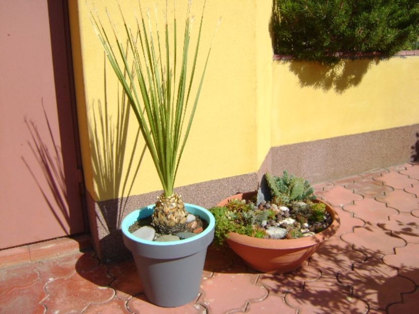 Dasylirion serratifolium - Agave si Yucca 2017