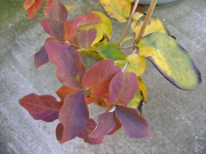Lonicera sempervirens Dropmore Scarlet - Toamna 2016-2017