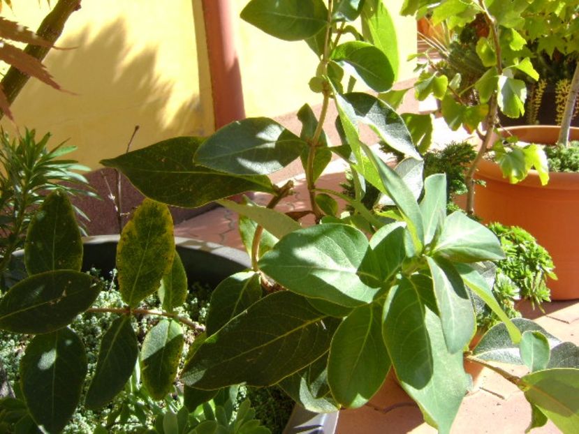 Lonicera sempervirens Dropmore Scarlet - r Vara 2016-2017-2018-2019