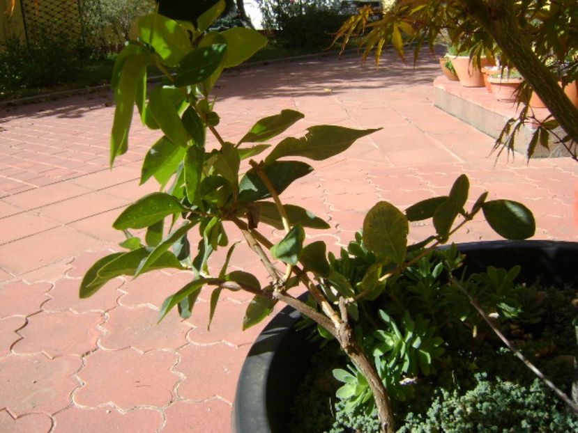 Lonicera sempervirens Dropmore Scarlet - r Vara 2016-2017-2018-2019