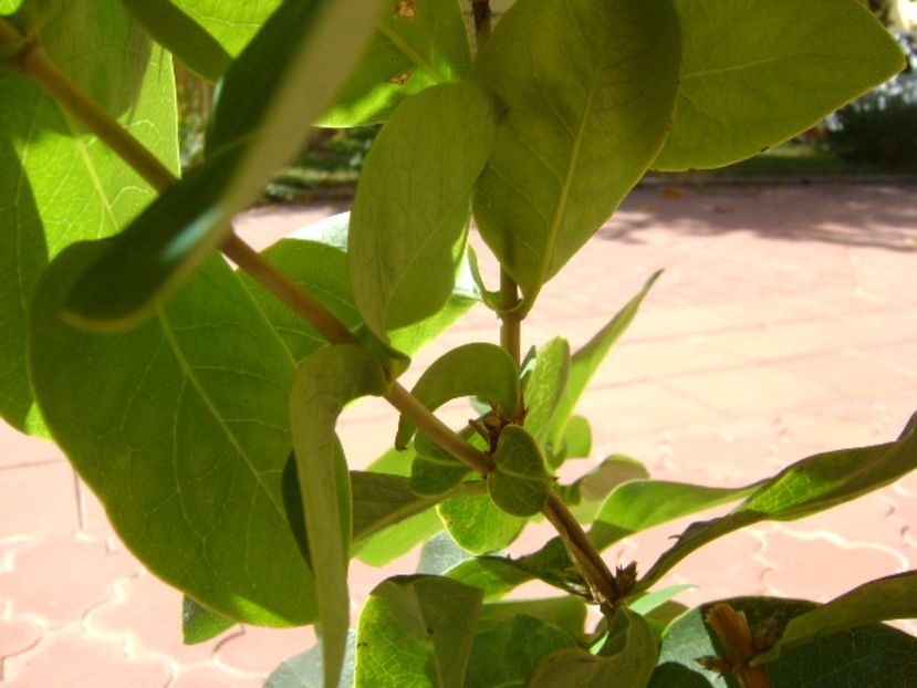 Lonicera sempervirens Dropmore Scarlet - r Vara 2016-2017-2018-2019