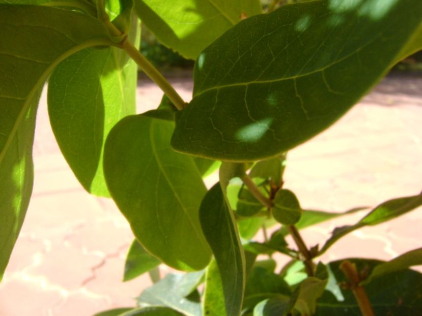 Lonicera sempervirens Dropmore Scarlet - r Vara 2016-2017-2018-2019