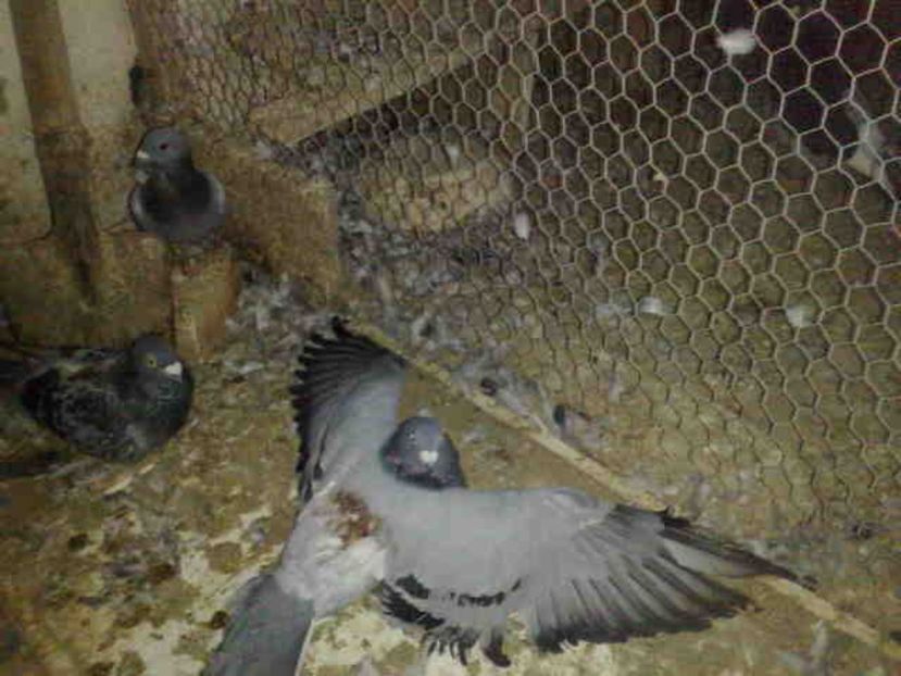  - 139 victime facute de dihor in noaptea de 8 octombrie