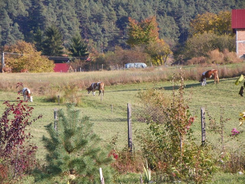 12 oct (5) - Dobarland 2017 2