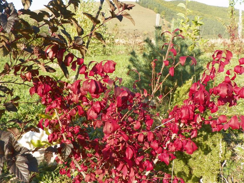 euonymus alatus - Dobarland 2017 2