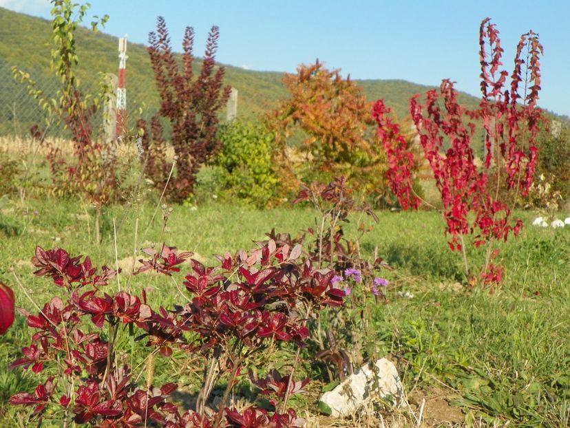 azalea Chanel - Dobarland 2017 2