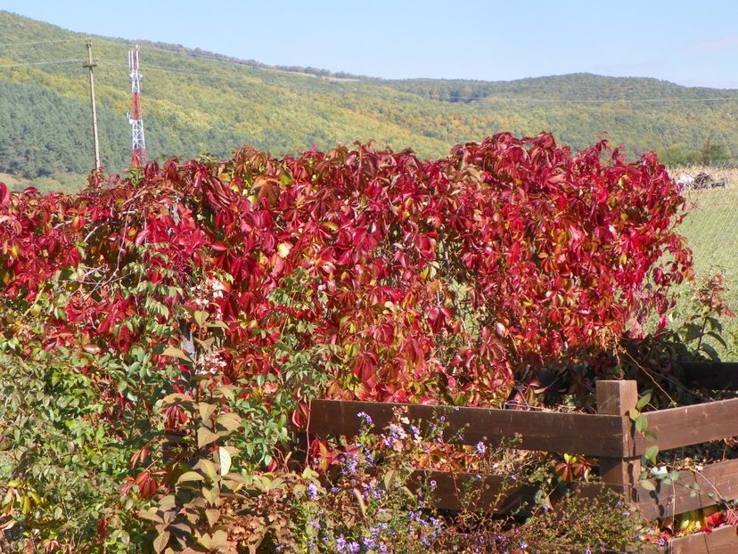 parthenocissus quinq. Red Wall - Dobarland 2017 2