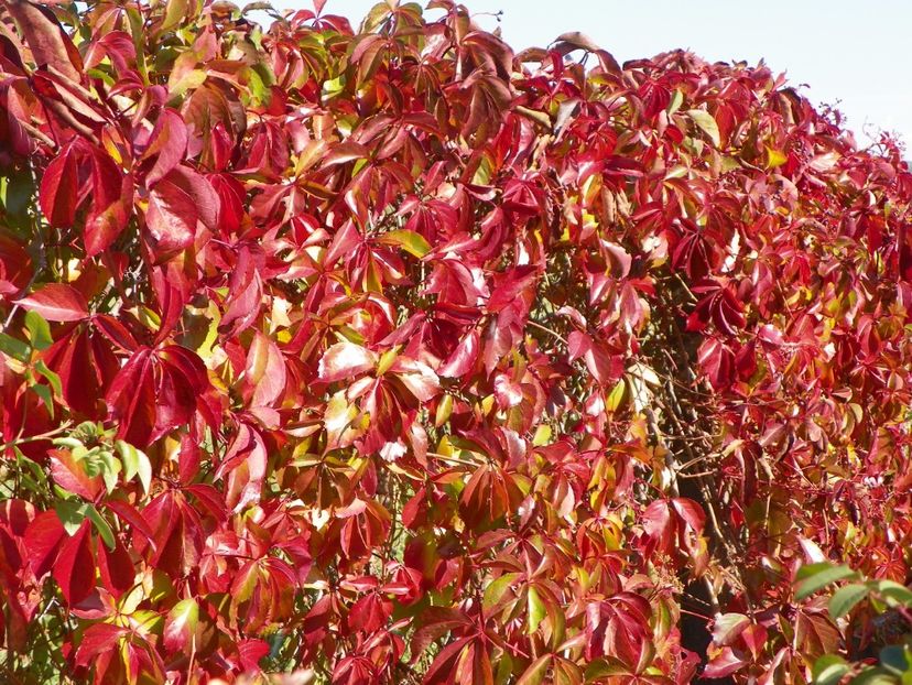 parthenocissus quinq. Red Wall - Dobarland 2017 2