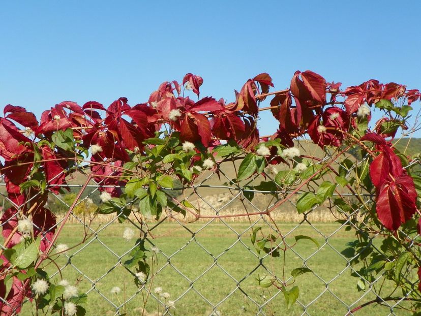 parthenocissus quinquefolia - Dobarland 2017 2