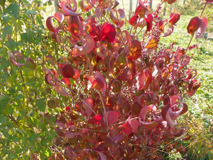 cornus kousa - Dobarland 2017 2