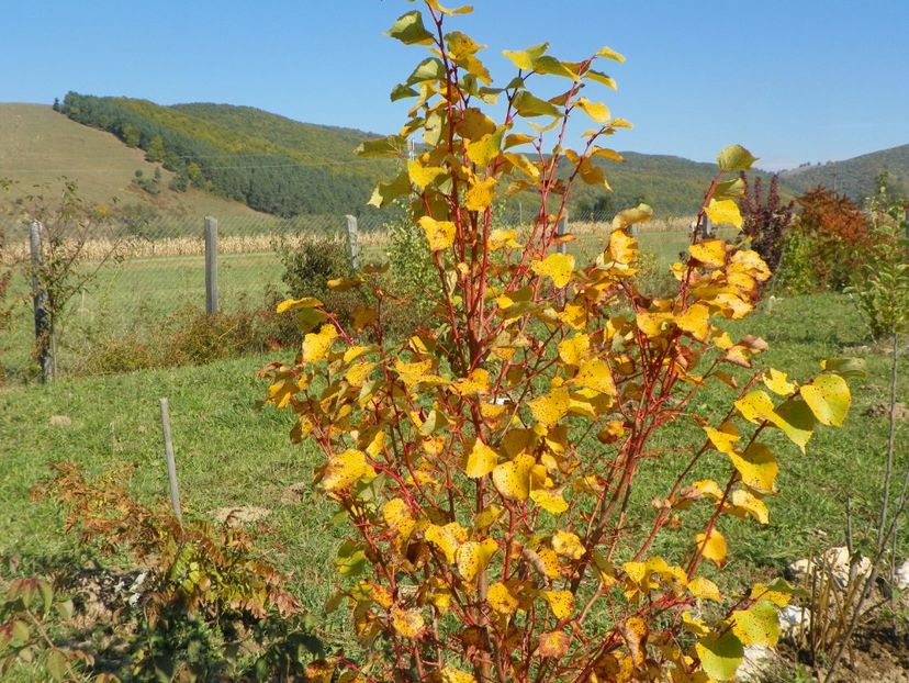 tilia Winter Orange - Dobarland 2017 2