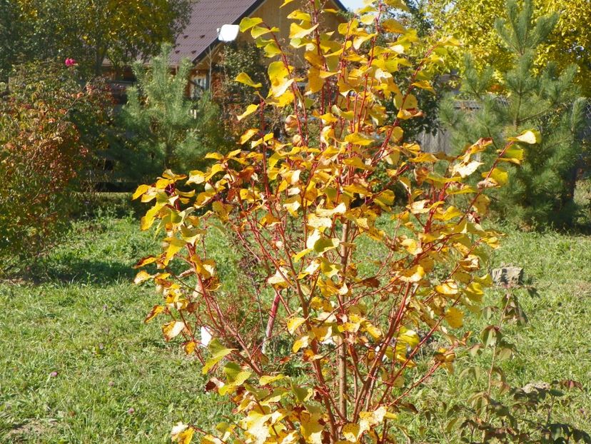 tilia Winter Orange - Dobarland 2017 2