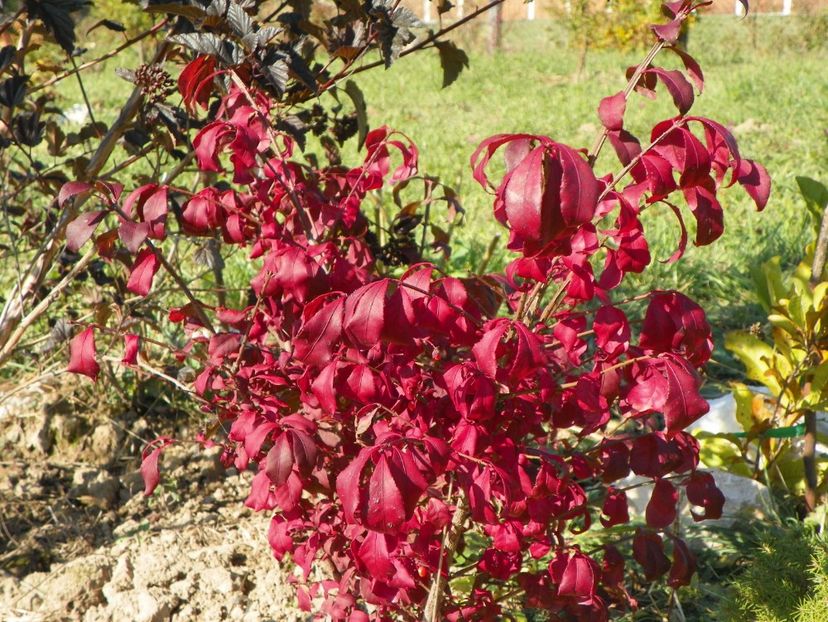 euonymus alatus - Dobarland 2017 2