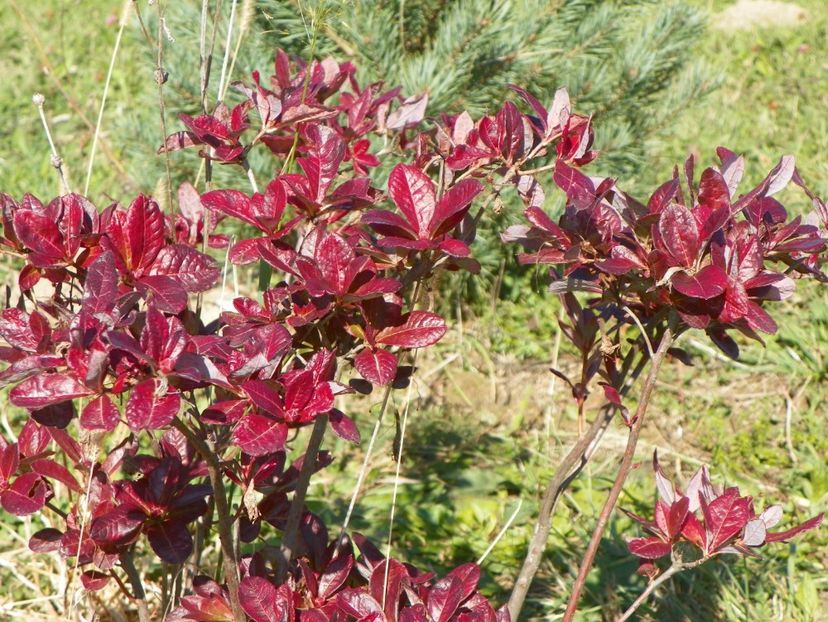 azalea Chanel - Dobarland 2017 2