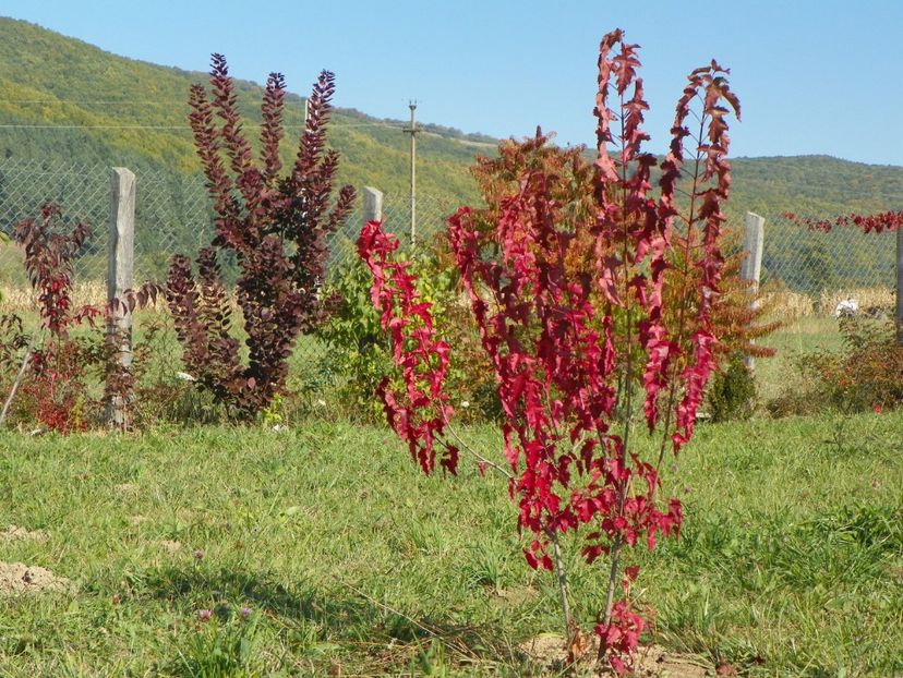 viburnum opulus - Dobarland 2017 2