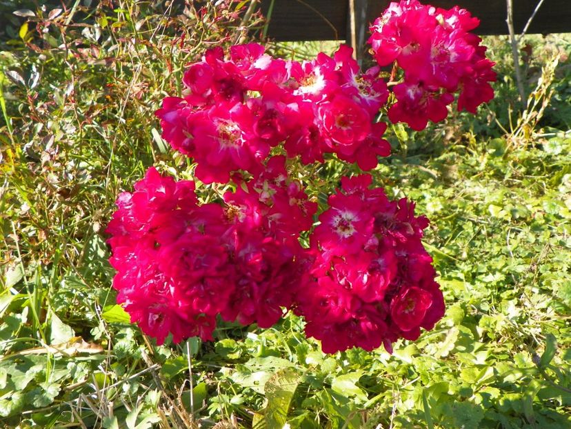 Super Excelsa - Trandafiri 2017 3
