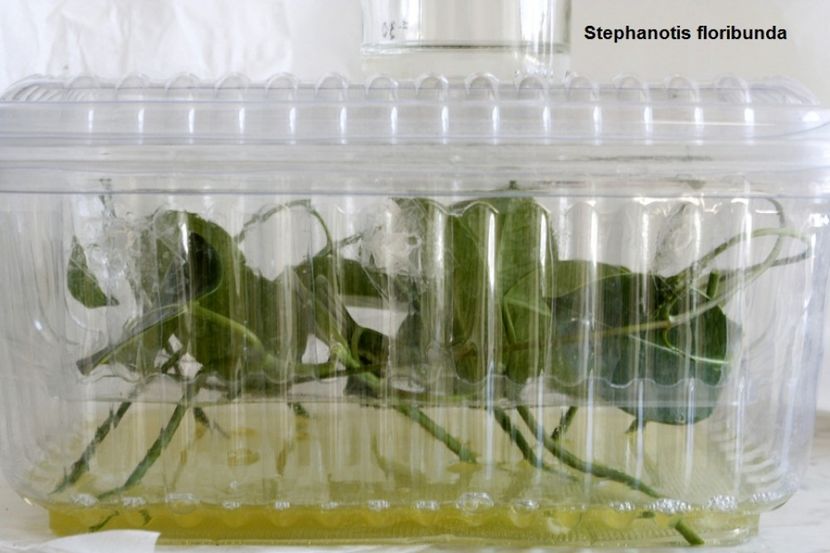 09.09.17 - 2 Stephanotis- inradacinare