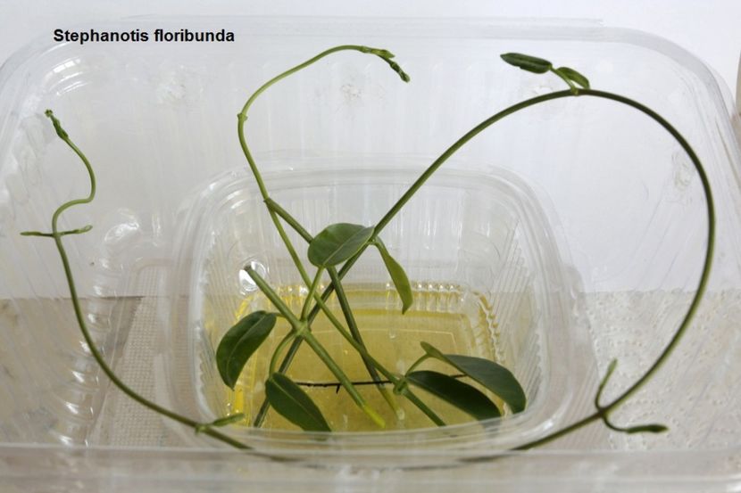 09.09.17 - 2 Stephanotis- inradacinare