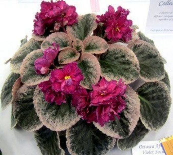 mardi-gras-madness - 000 violetele africane de colectie