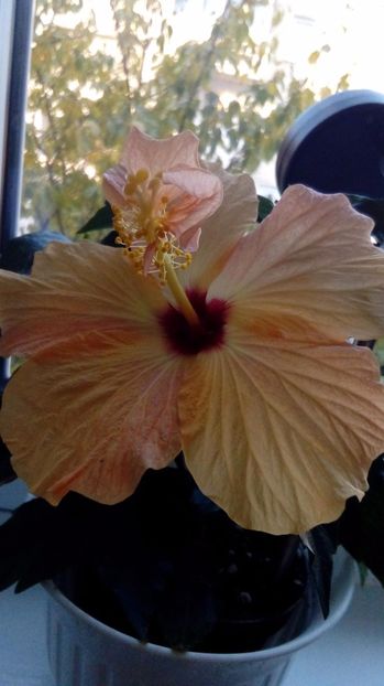 Am ,,aripioare'' - Hibiscus