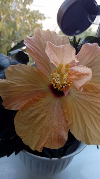 P_20171013_084106_BF - Hibiscus