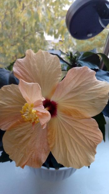 P_20171013_084131_BF - Hibiscus