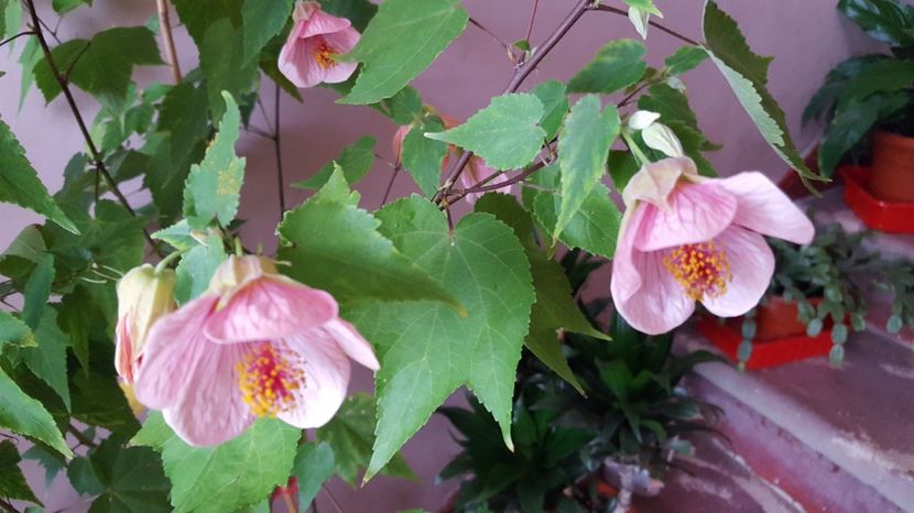  - Abutilon