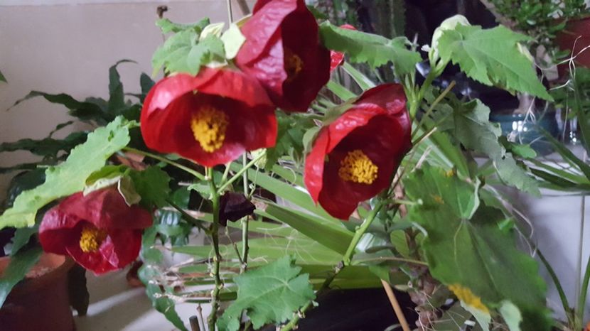 - Abutilon