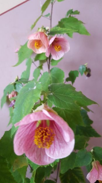  - Abutilon