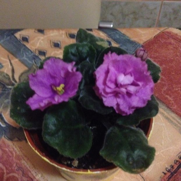 image - violete