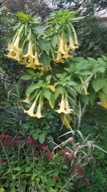  - Brugmansia  trompeta ingerilor