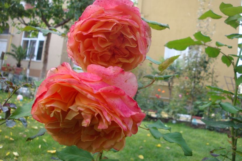  - La Villa Cotta