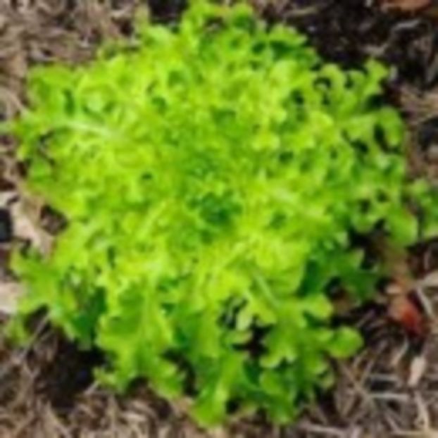  - SEMINTE SALATA - LANGUE DE CHAT