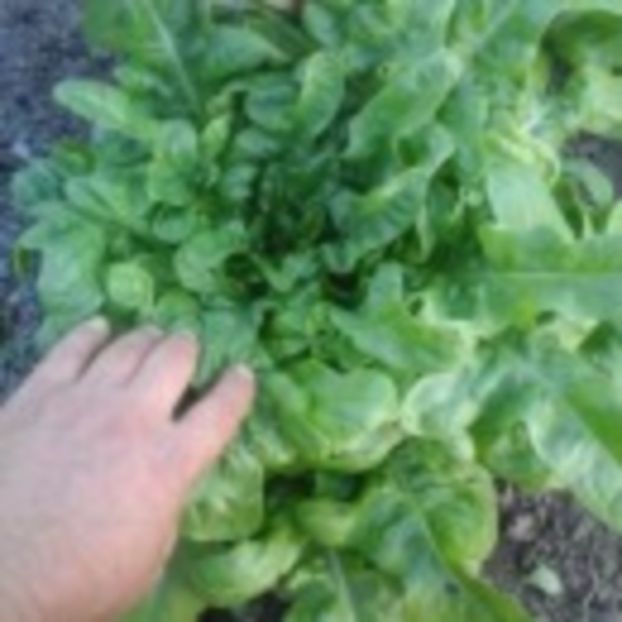  - SEMINTE SALATA - LANGUE DE CHAT