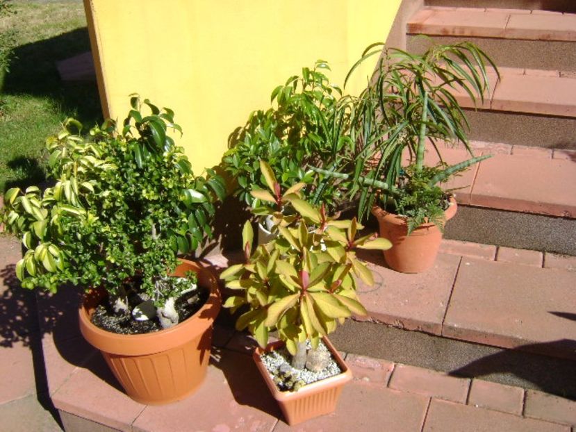 Diverse varietati de ficus - Bonsai si prebonsai 2016-2017