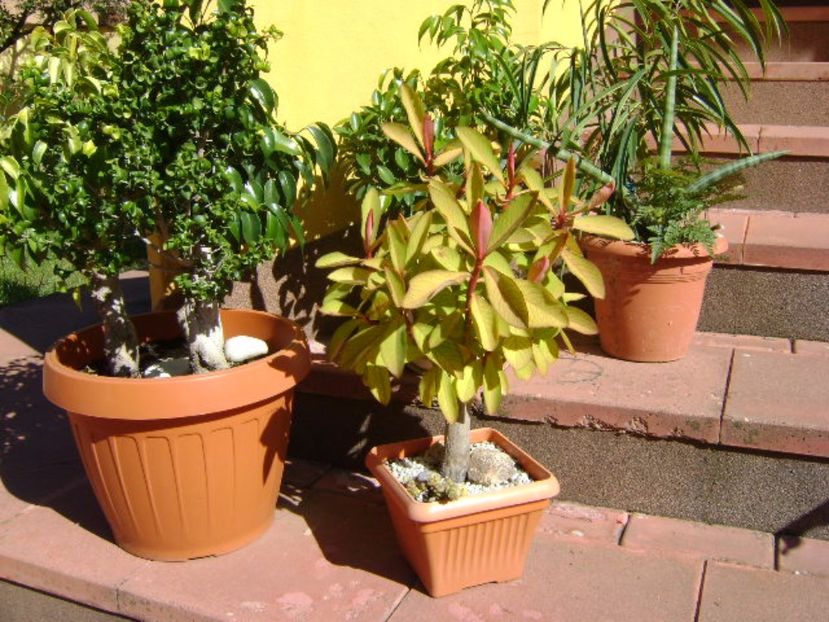 Diverse varietati de ficus - Bonsai si prebonsai 2016-2017