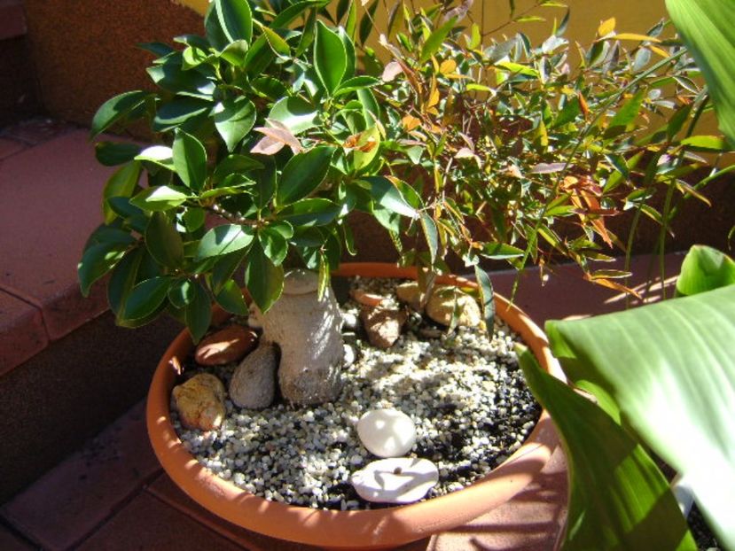 Ficus ginseng si Nandina domestica (Sacred bamboo) - Bonsai si prebonsai 2016-2017