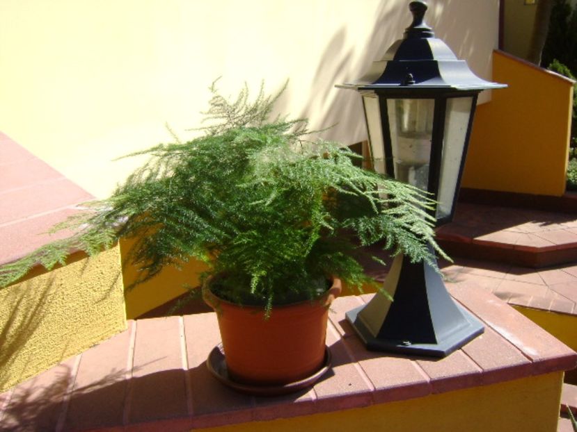 Asparagus plumosus - Bonsai si prebonsai 2016-2017